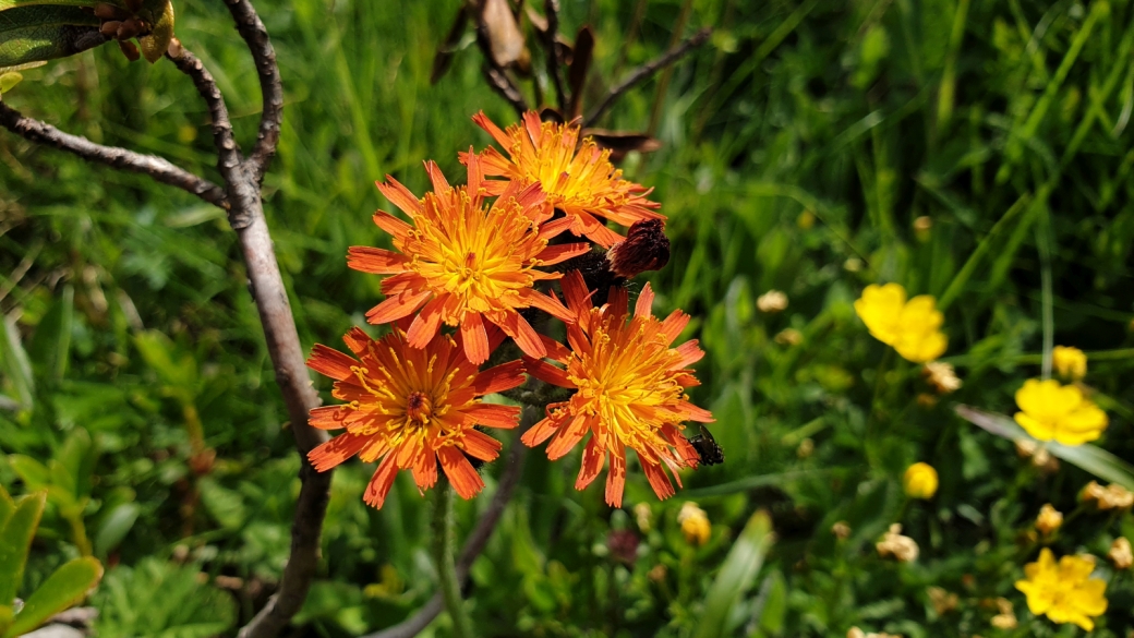 Crépide Orangée - Crepis Aurea