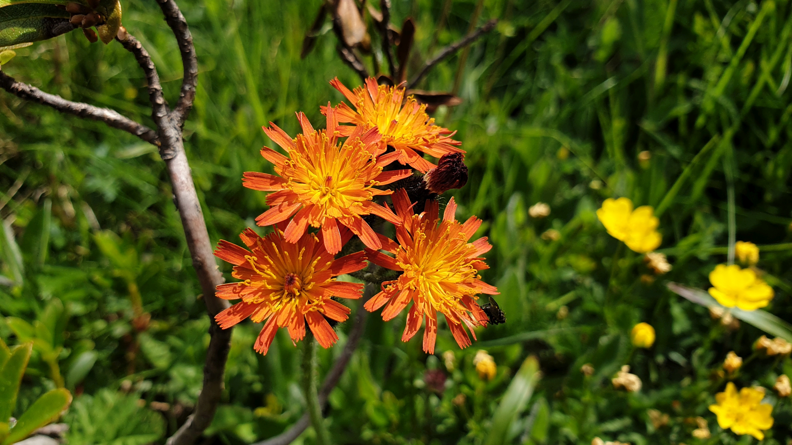 Crépide Orangée – Crepis Aurea