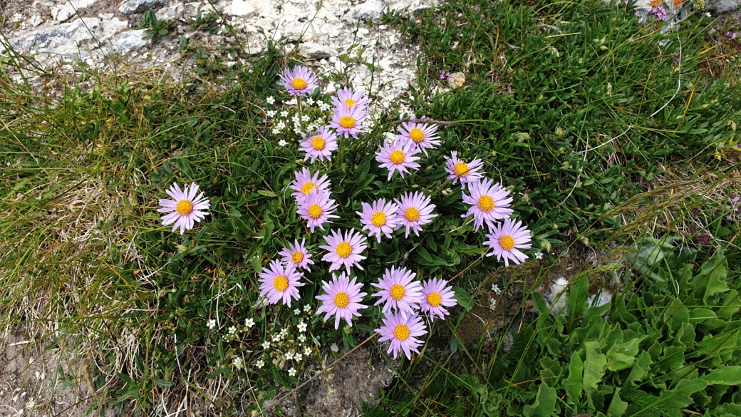 Aster des Alpes - Aster Alpinus