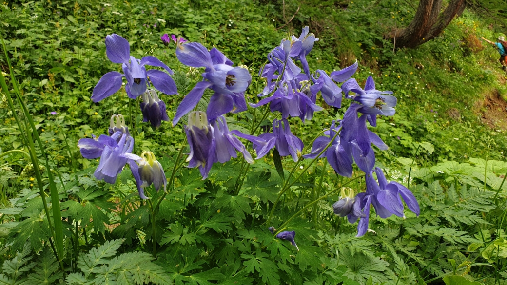 Ancolie des Alpes - Aquilegia Alpina