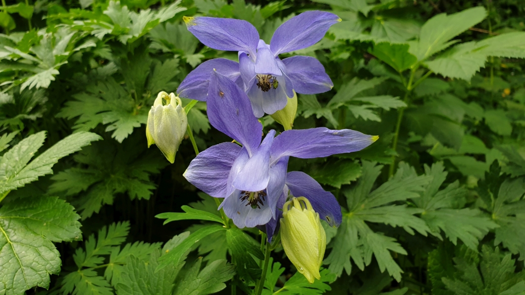 Ancolie des Alpes - Aquilegia Alpina