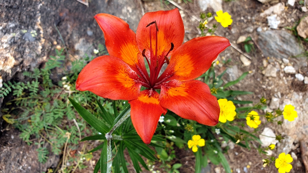 Lis Safrané - Lilium Bulbiferum