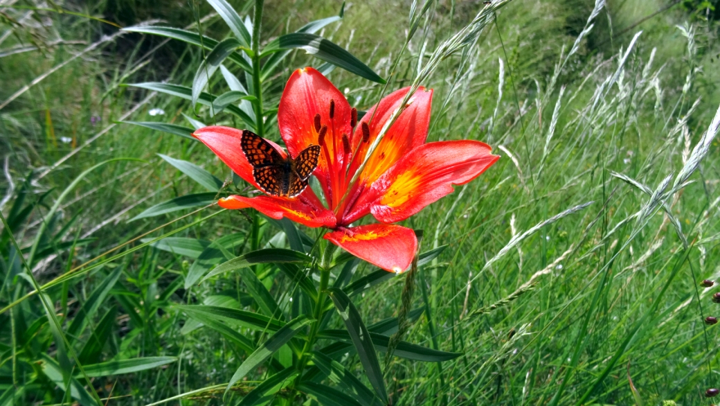 Lis Safrané - Lilium Bulbiferum