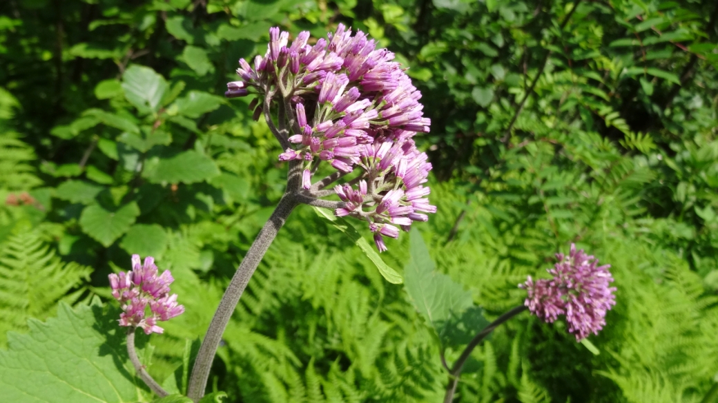 Adénostyle à feuilles d'Aalliaire - Adenostyles Alliariae