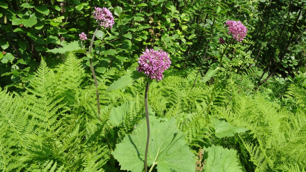 Adénostyle à feuilles d'Aalliaire - Adenostyles Alliariae