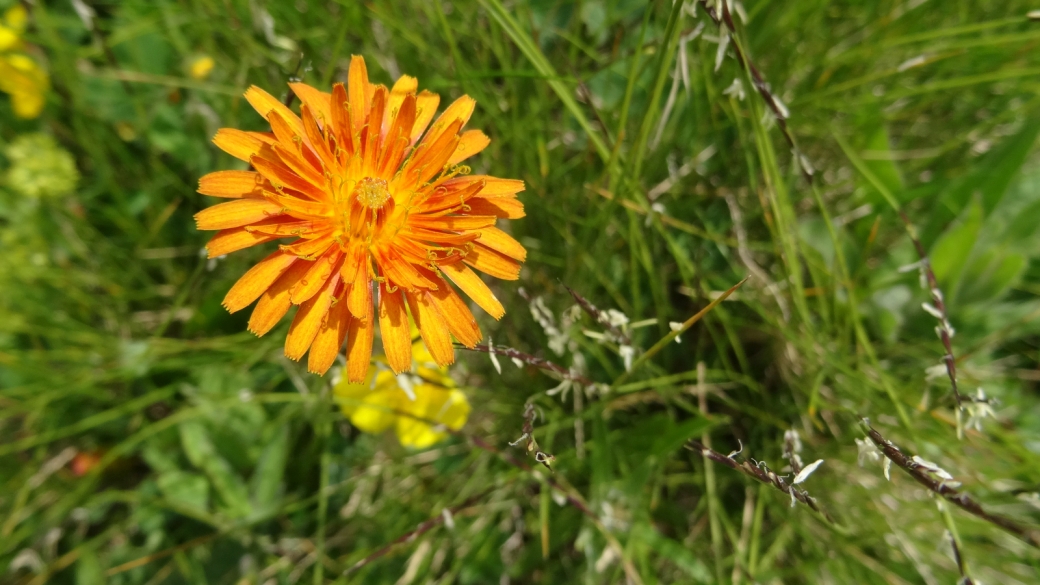 Crépide Orangée - Crepis Aurea