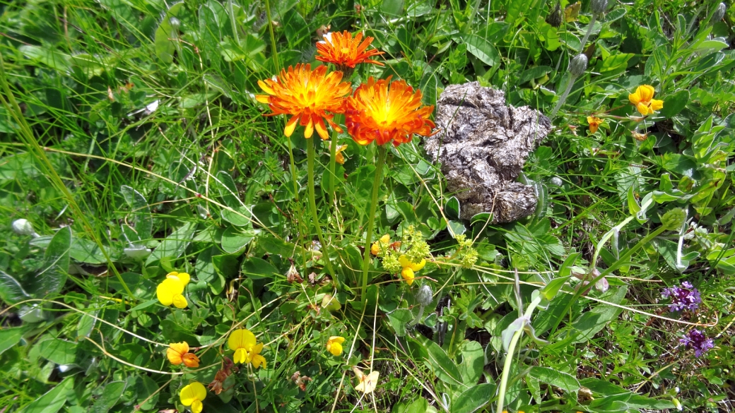 Crépide Orangée - Crepis Aurea