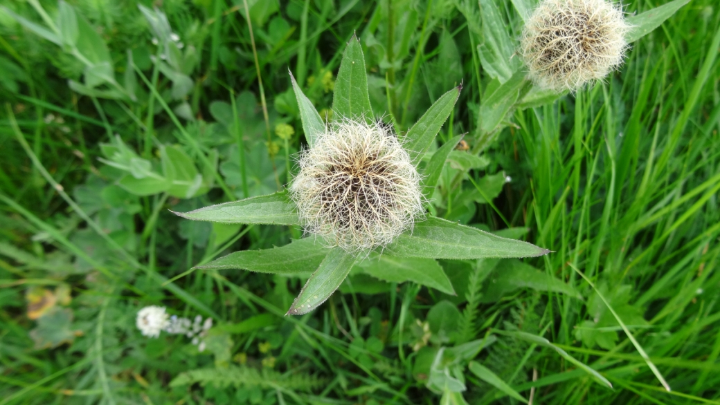 Centaurée Nervée - Centaurea Nervosa