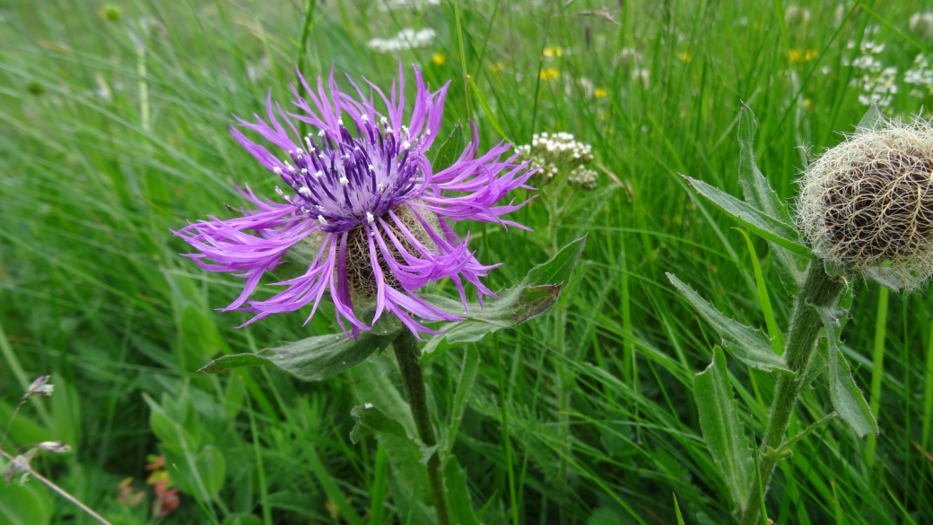 Centaurée Nervée - Centaurea Nervosa