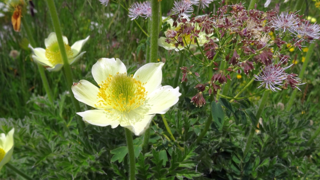 Pulsatille soufrée - Pulsatilla Alpina subsp. apiifolia