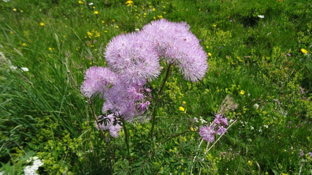 Pigamon à feuilles d'Ancolie - Thalictrum Aquilegiifolium