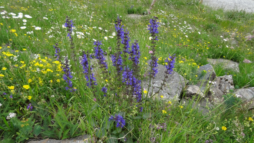 Sauge des Prés - Salvia Pratensis