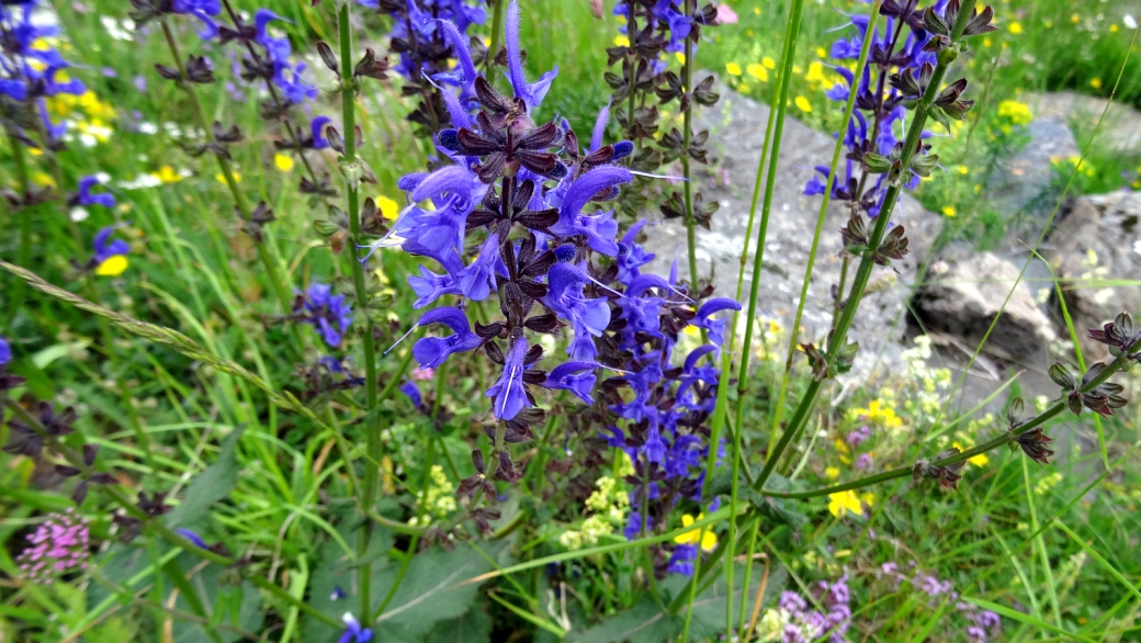 Sauge des Prés - Salvia Pratensis