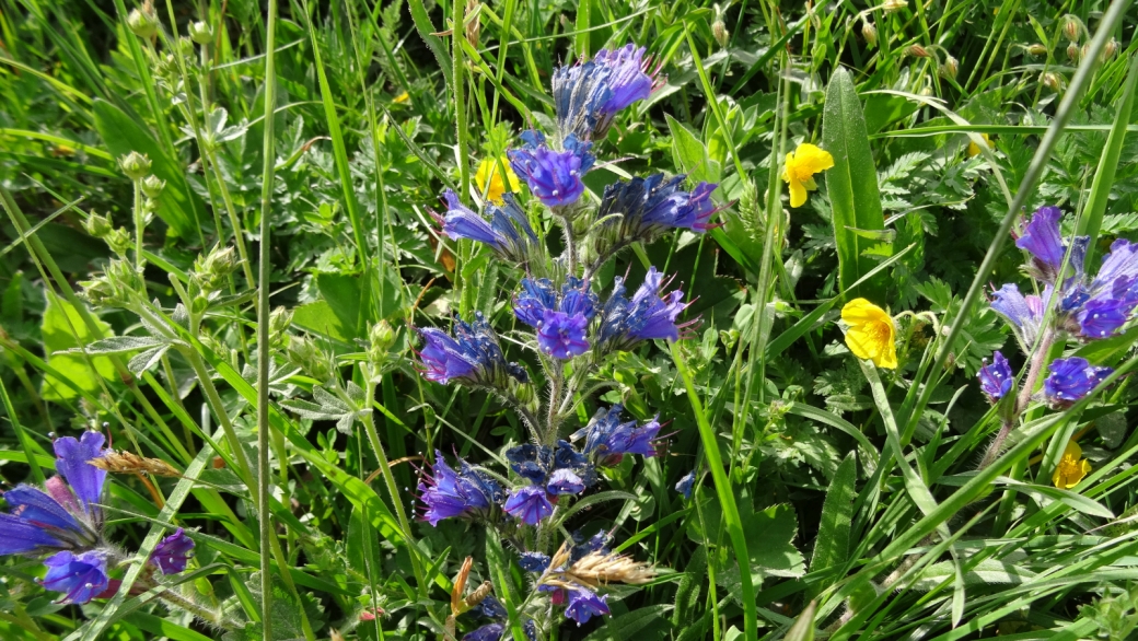 Vipérine Commune - Echium Vulgare