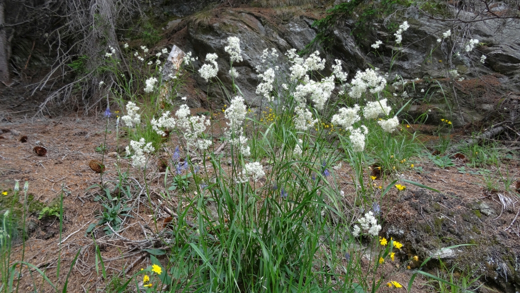 Luzule Blanc-de-neige - Luzula Nivea