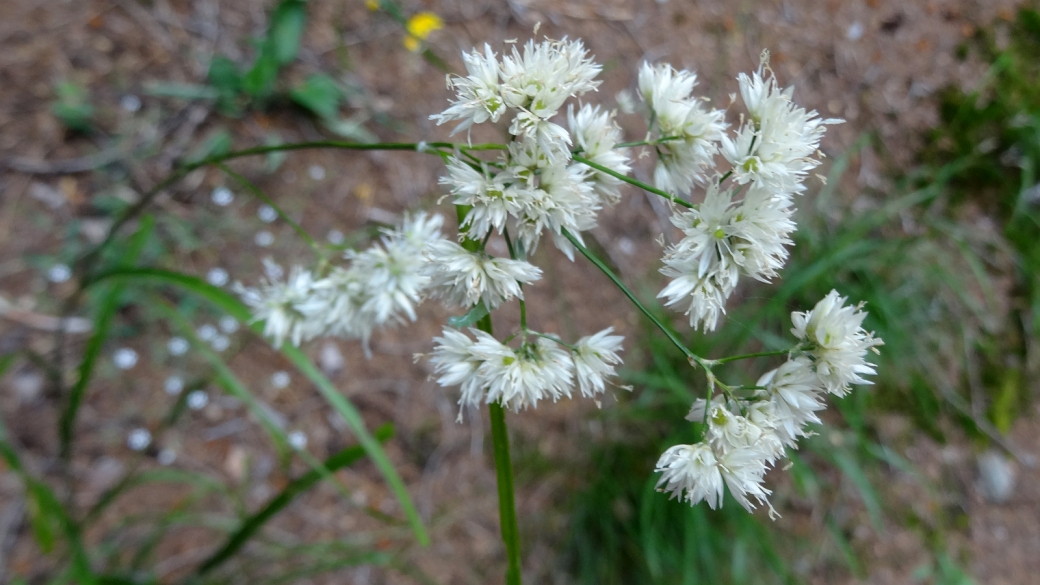 Luzule Blanc-de-neige - Luzula Nivea