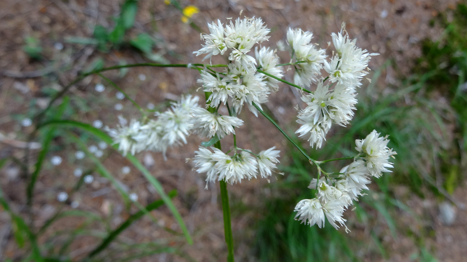 Luzule Blanc-de-neige – Luzula Nivea