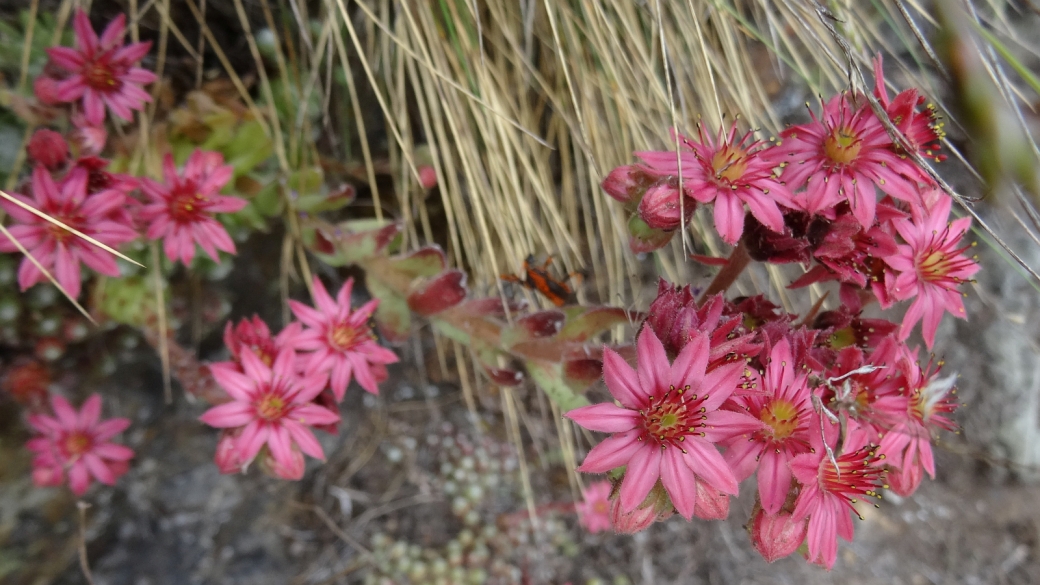 Joubarbe des Montagnes - Sempervivum Montanum