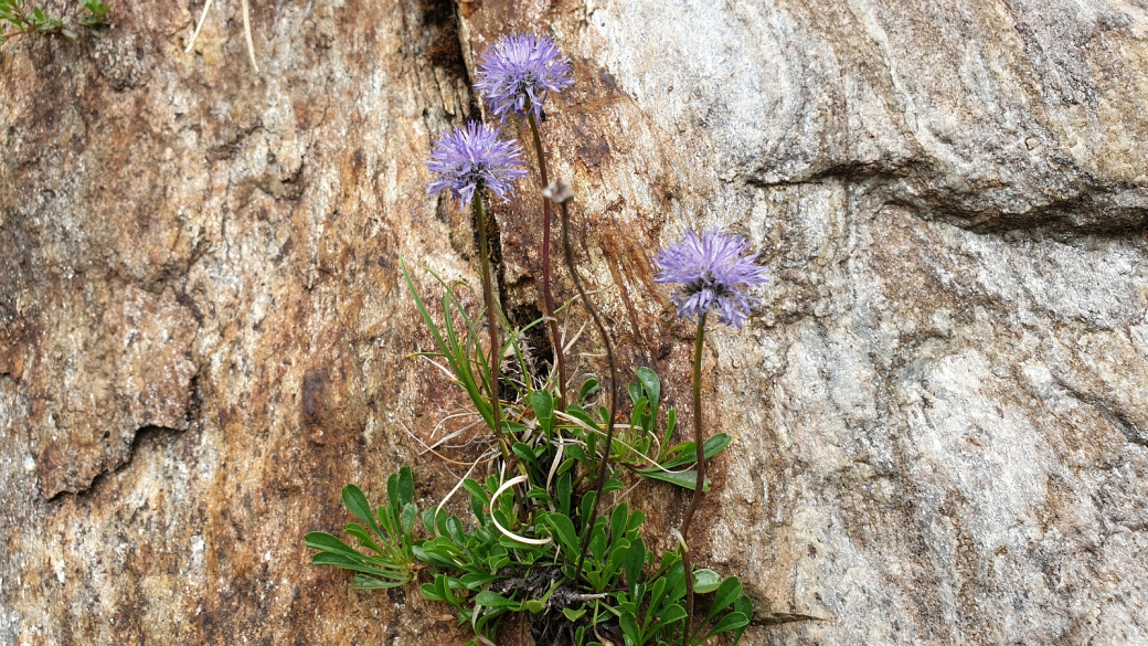 Globulaire à Feuilles en cœur - Globularia Cordifolia