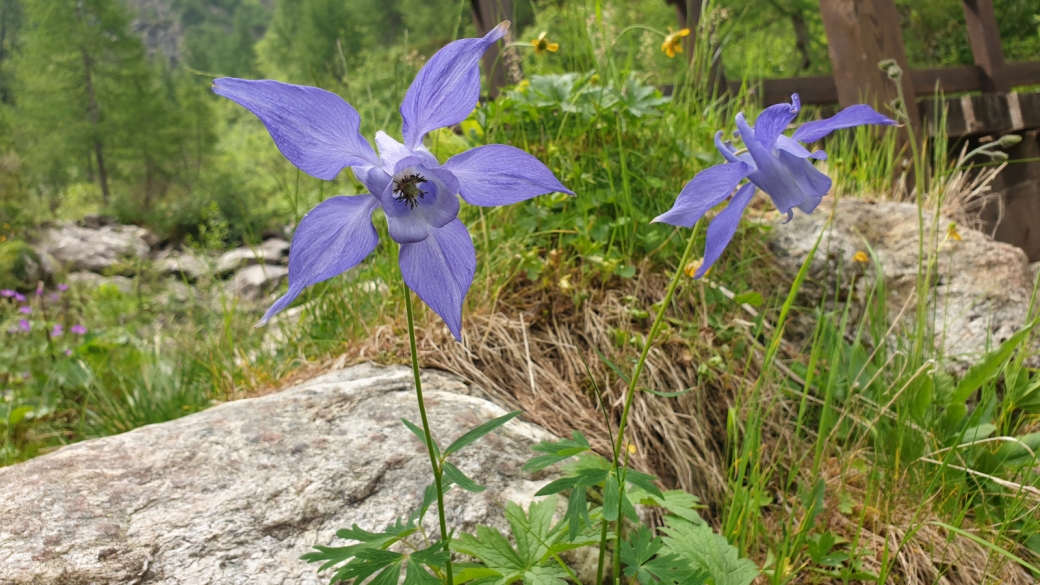 Ancolie des Alpes - Aquilegia Alpina