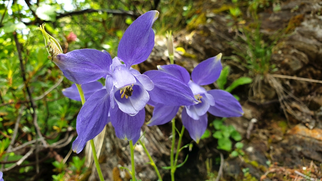 Ancolie des Alpes - Aquilegia Alpina