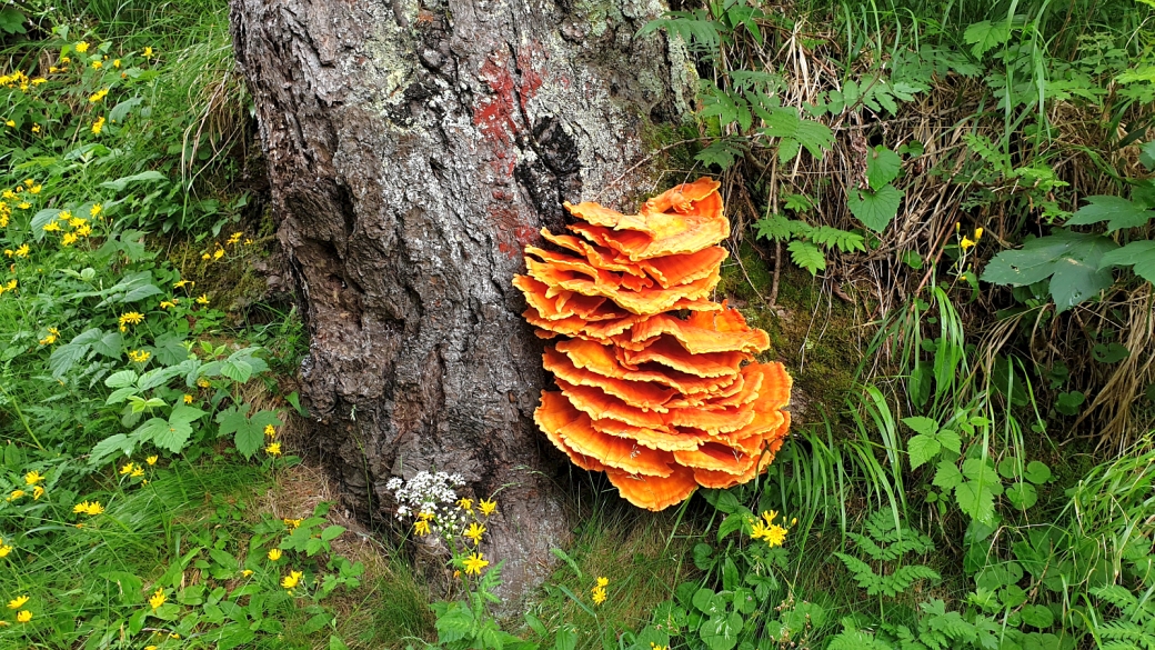 Polypore Soufré - Laetiporus Sulphureus