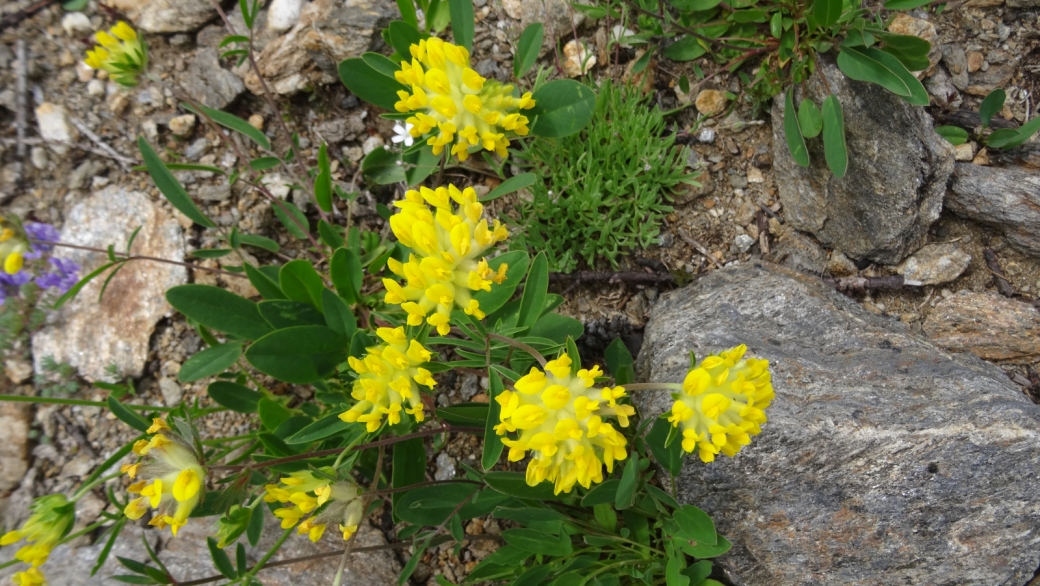 Anthyllide Alpestre - Anthyllis Vulneraria