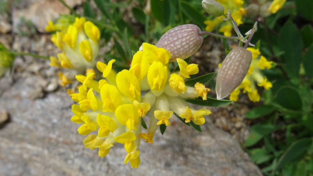 Anthyllide Alpestre - Anthyllis Vulneraria