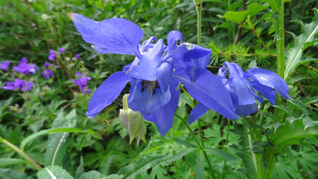 Ancolie des Alpes - Aquilegia Alpina