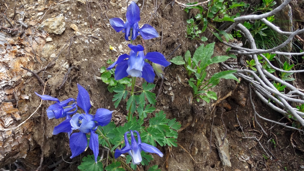 Ancolie des Alpes - Aquilegia Alpina