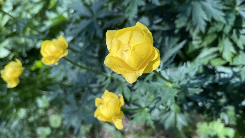 Trolle d'Europe - Trollius Europaeus