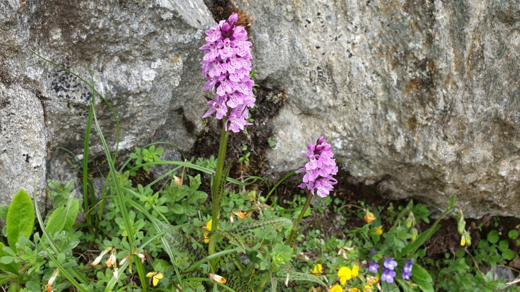 Orchis à Feuilles Larges - Dactylorhiza Majalis