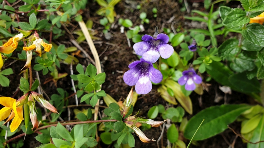Grassette Commune - Pinguicula Vulgaris