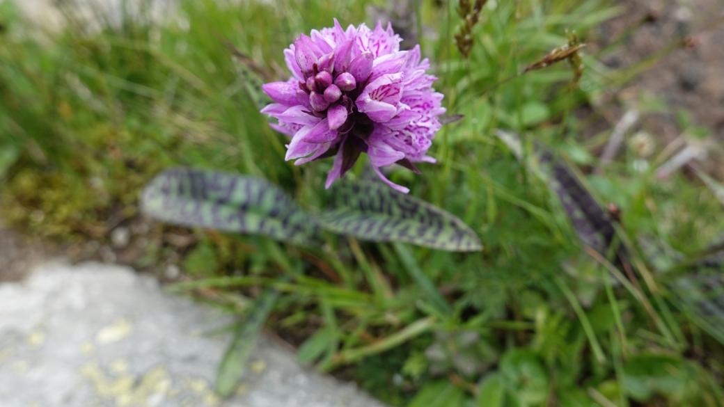 Orchis à Feuilles Larges - Dactylorhiza Majalis