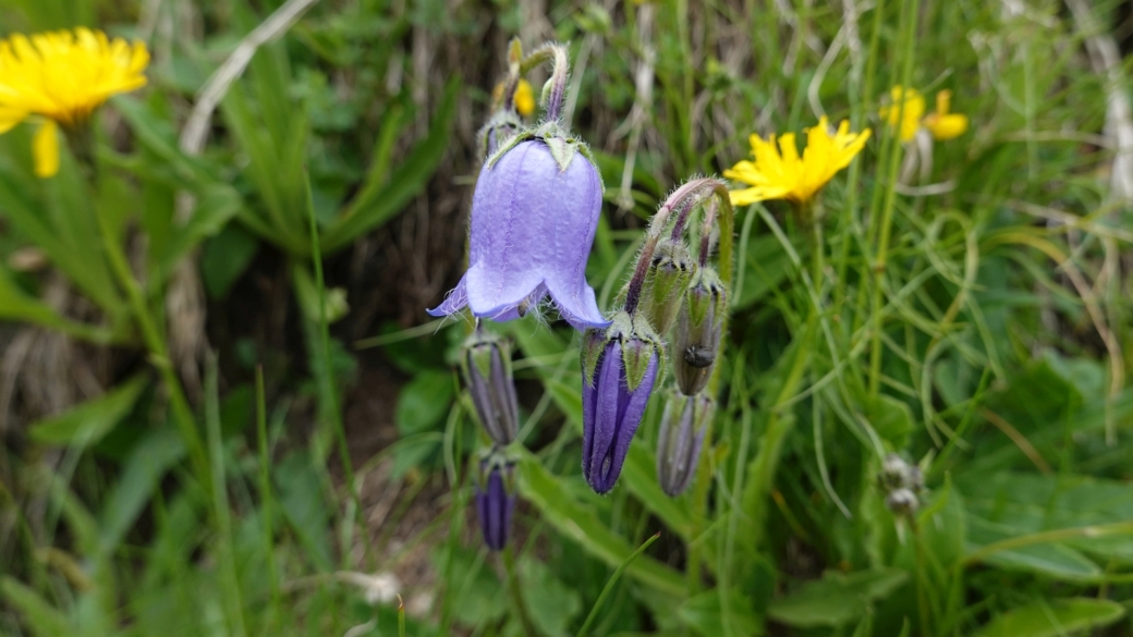 Campanule Barbue - Campanula Barbata