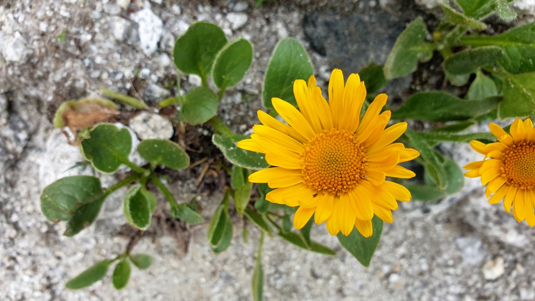 Doronic à grandes Fleurs - Doronicum Grandiflorum