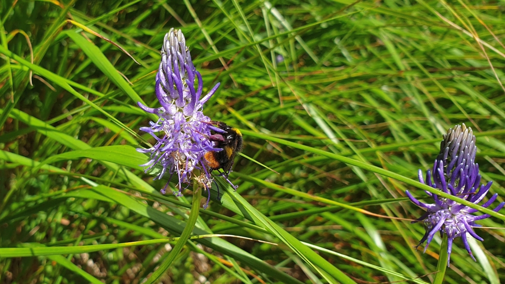 Raiponce à feuilles de Bétoine - Phyteuma Betonicifolium