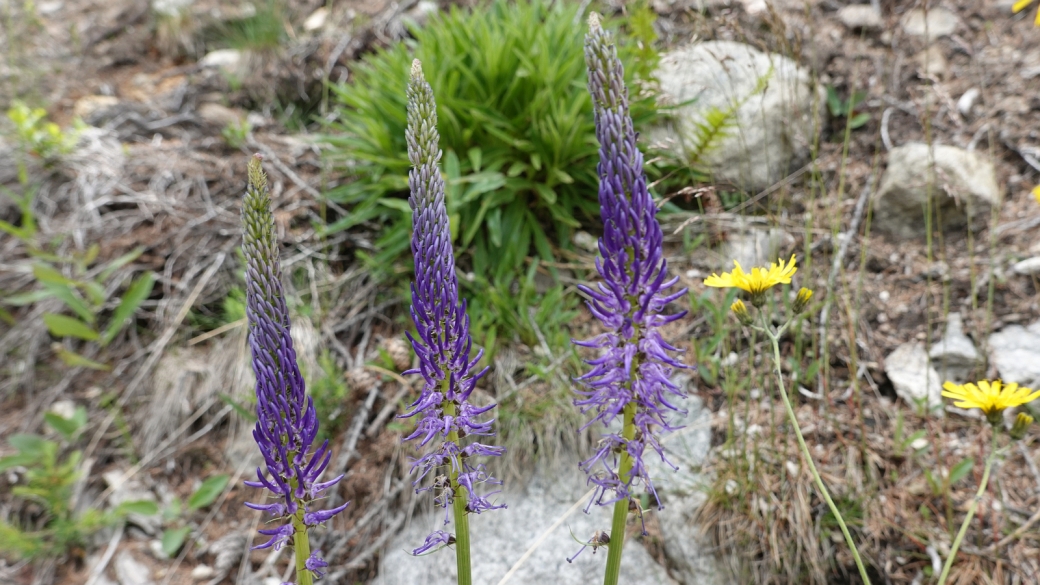 Raiponce à feuilles de Bétoine - Phyteuma Betonicifolium