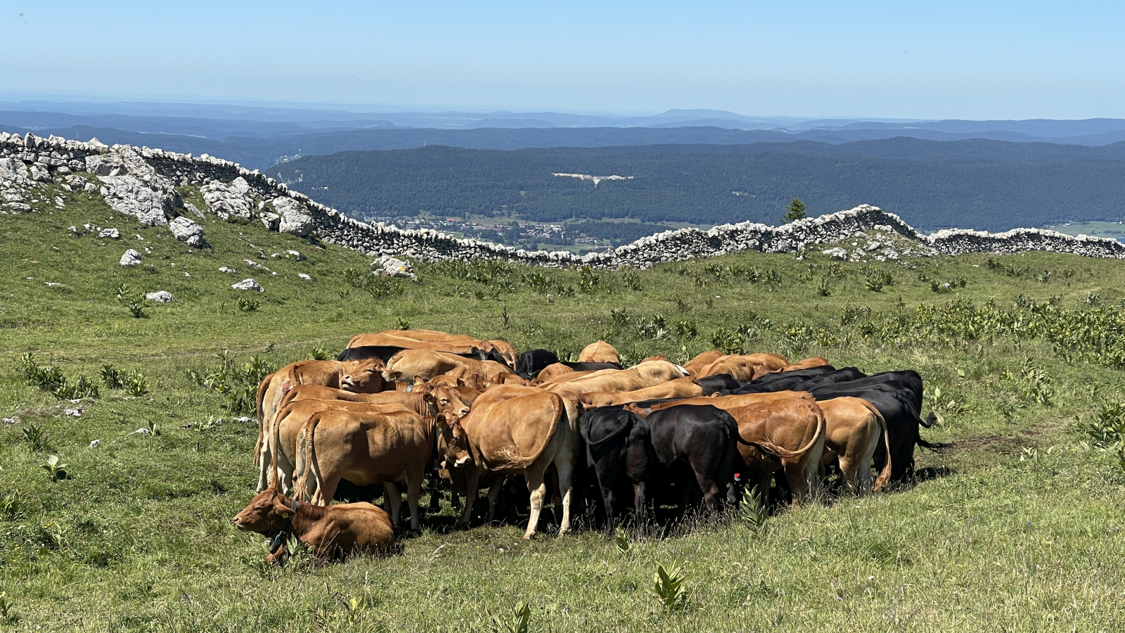 La Dôle – Gingins – Vaud – Suisse