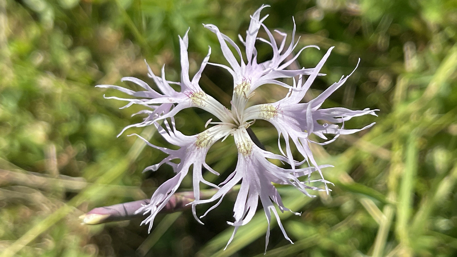 Oeillet Superbe – Dianthus superbus