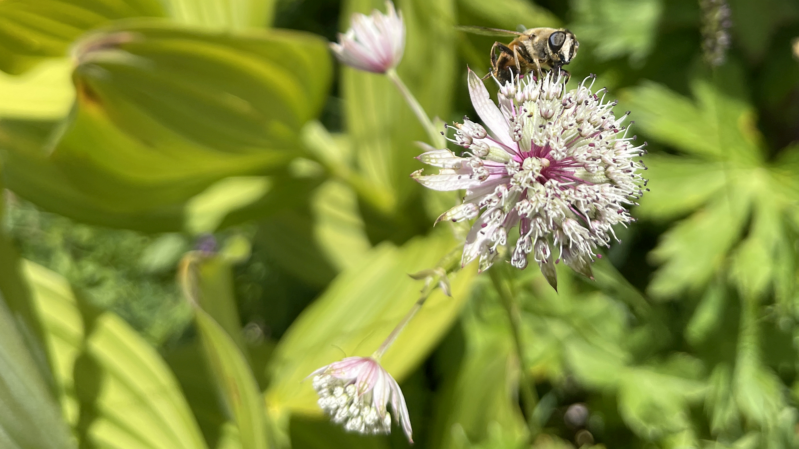 Grande Astrance – Astrantia Major