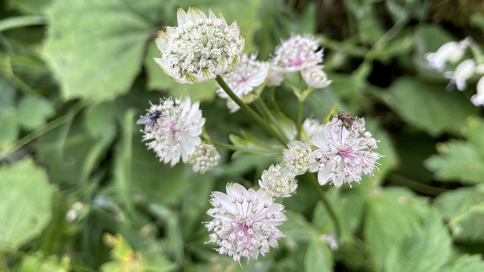 Grande Astrance – Astrantia Major