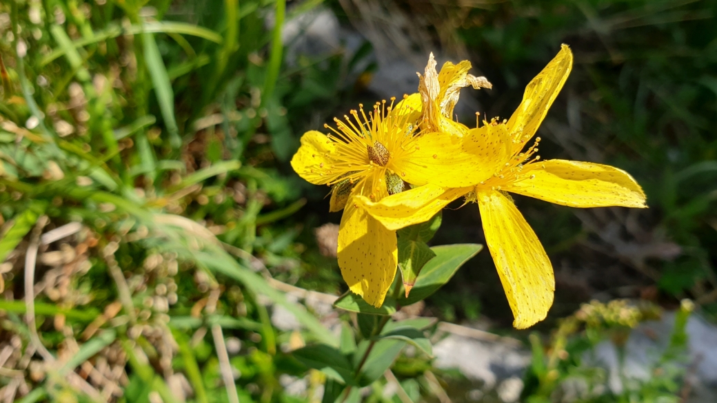 Millepertuis Maculé - Hypericum Maculatum