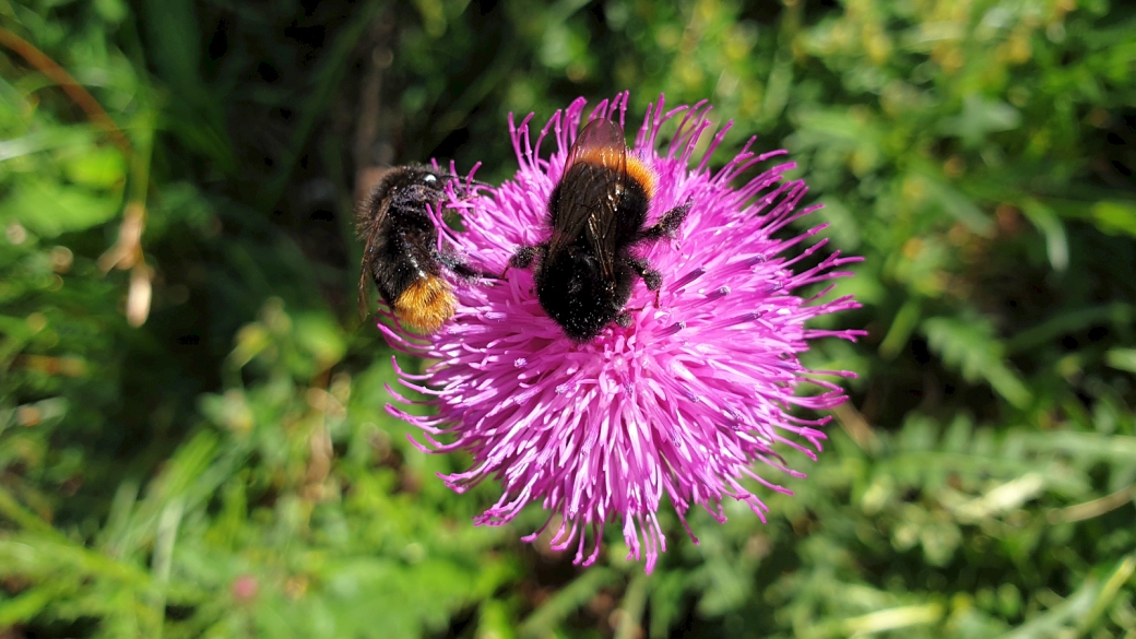 Cirse Tubéreux - Cirsium Tuberosum