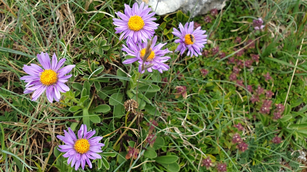 Aster des Alpes - Aster Alpinus