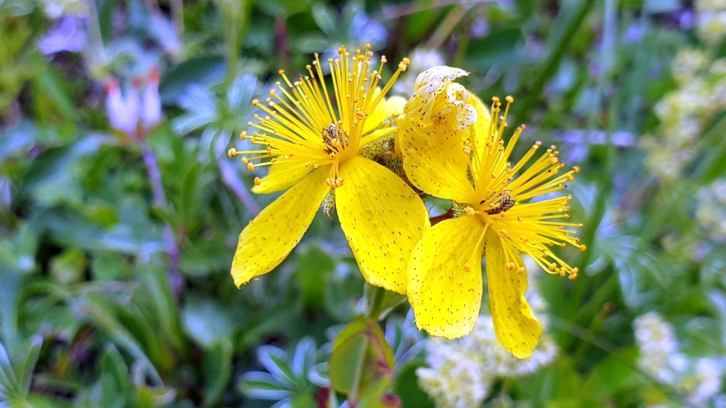 Millepertuis Maculé - Hypericum Maculatum