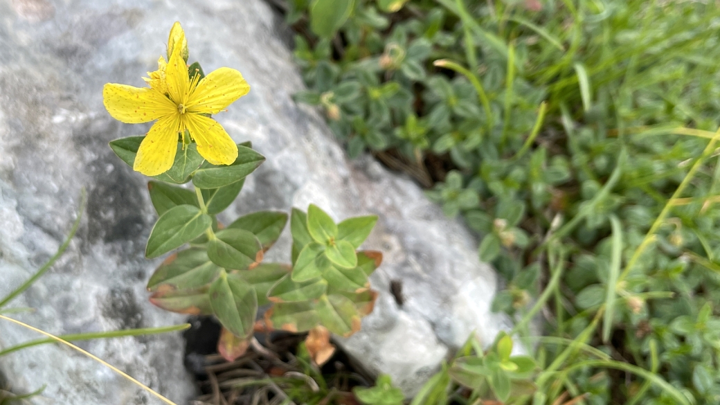 Millepertuis Maculé - Hypericum Maculatum 