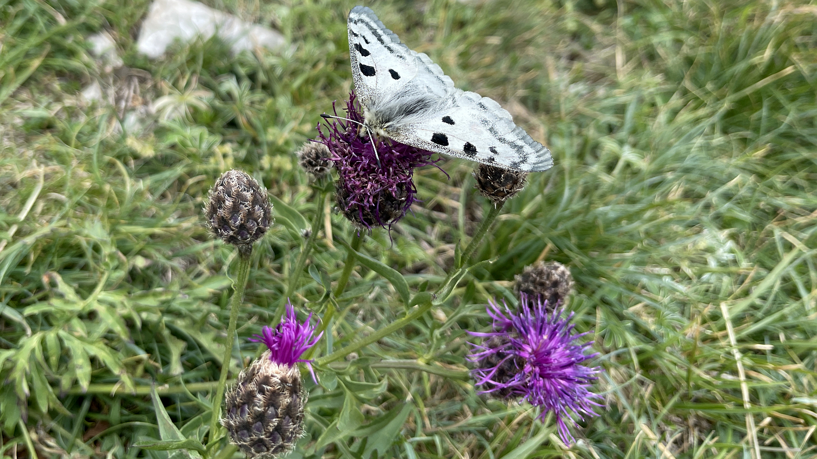 Cirse Tubéreux – Cirsium Tuberosum