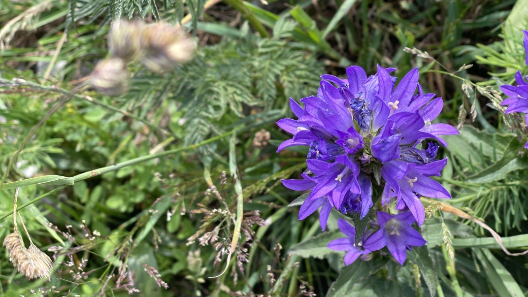 Campanule Agglomérée - Campanula Glomerata