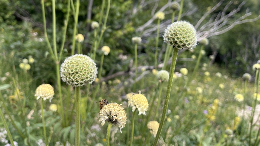 Céphalaire des Alpes - Cephalaria Alpina